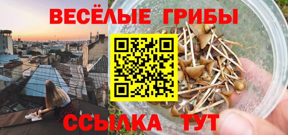 Курчалой  Псилоцибиновые грибы мухоморы  Вход с VPN 